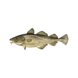 Cod