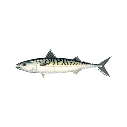 Mackerel