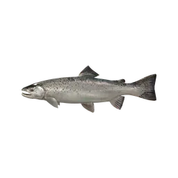 Salmon