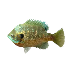 Bluegill