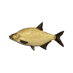 Bream