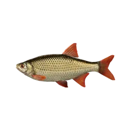 Common Rudd