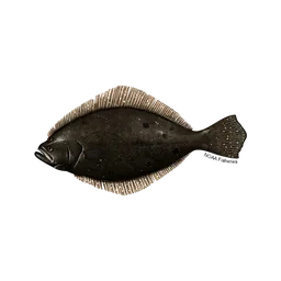 Flounder