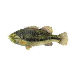 Largemouth Bass