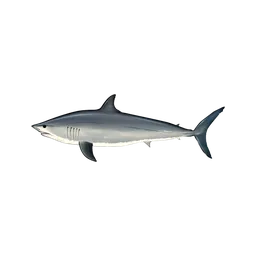 Mako Shark