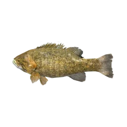 Smallmouth Bass