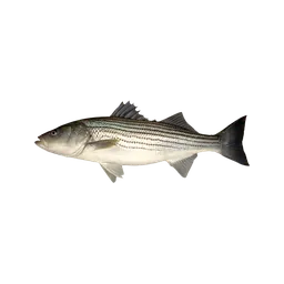 Striped Bass