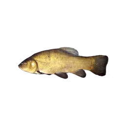 Tench