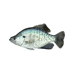 White Crappie