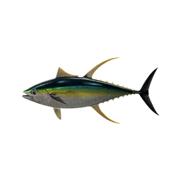 Yellowfin Tuna