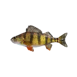 Yellow Perch