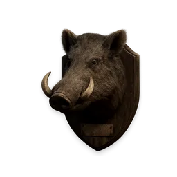 Mounted Boar Head