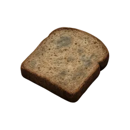 Moldy Bread