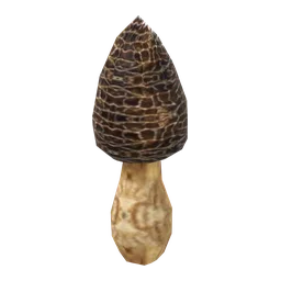 Morels