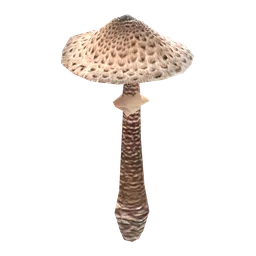 Parasol Mushroom