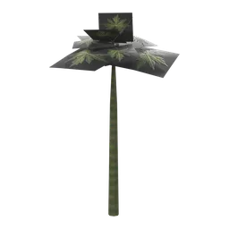 Papaya Seedling