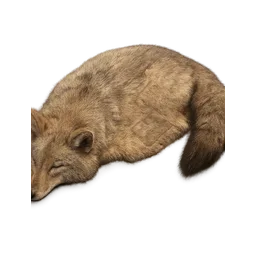 Prime Coyote Pelt