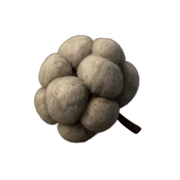 Cotton Seed