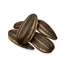 Sunflower Seed