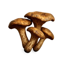 Wild Mushrooms